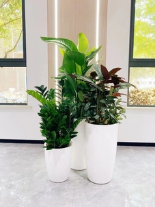 宁波杭州湾花木租赁哪家好